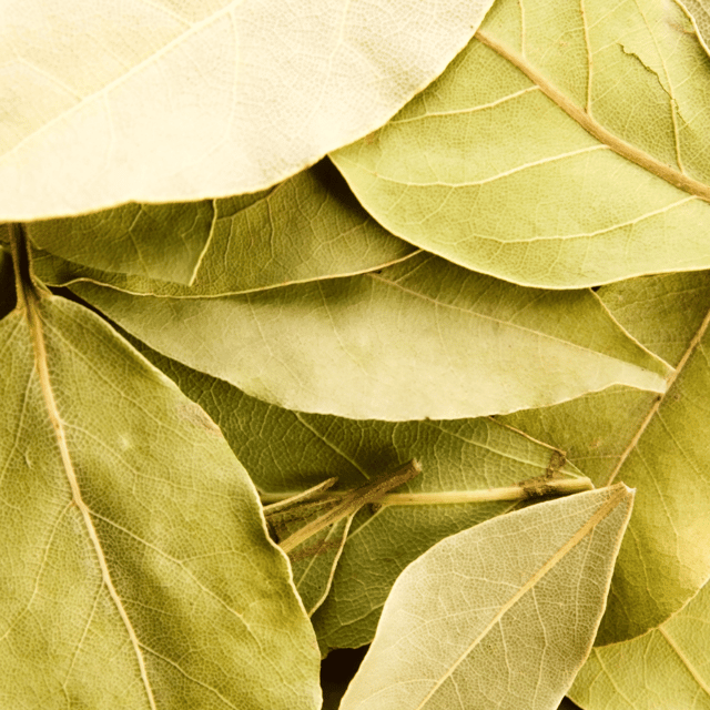 Tej Patta/Tamalpatra/Indian Bay Leaf Live Plant