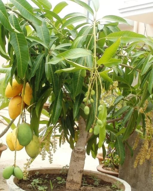 All time Mango fruit plant/Tree(Grafted)