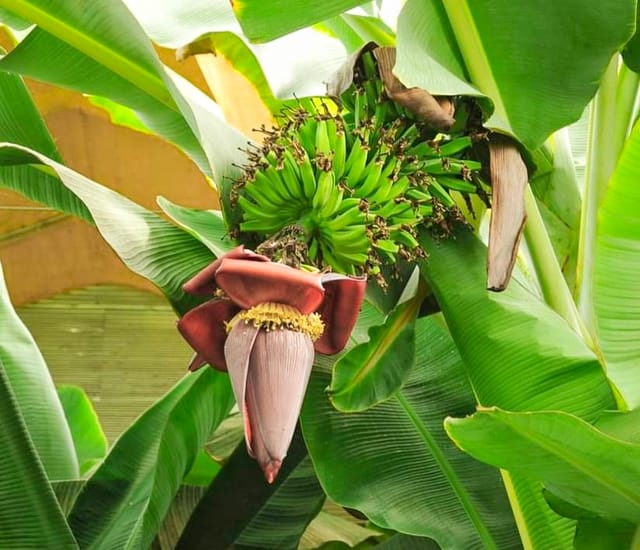 G9 Banana Fruit Plant & Tree