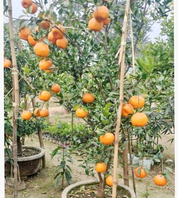 Darjeeling orange fruit plant & Tree(Grafted)
