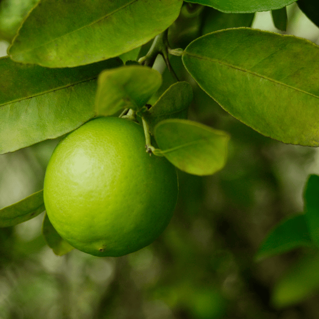 Sweet Lemon Fruit Plant & Tree (Grafted)