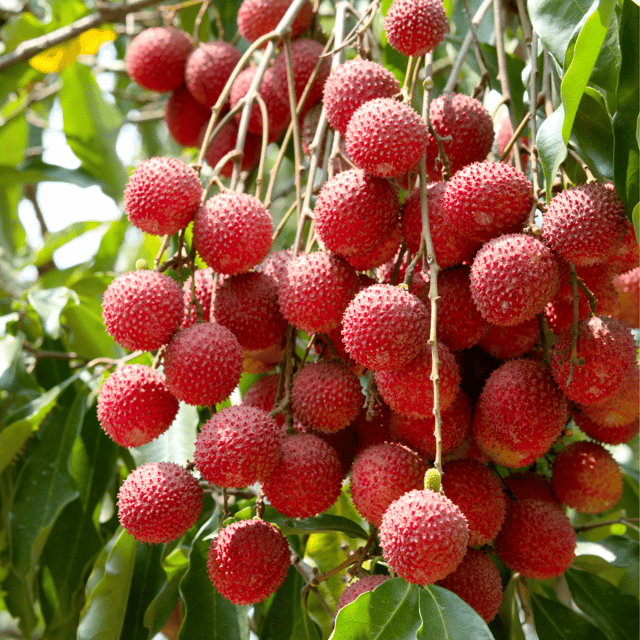 Litchi Fruit Plant & Tree(Grafted)