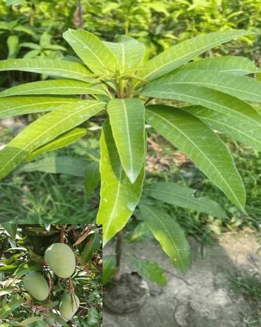 Honeydew Mango Fruit Live Plant & Tree - (Grafted)