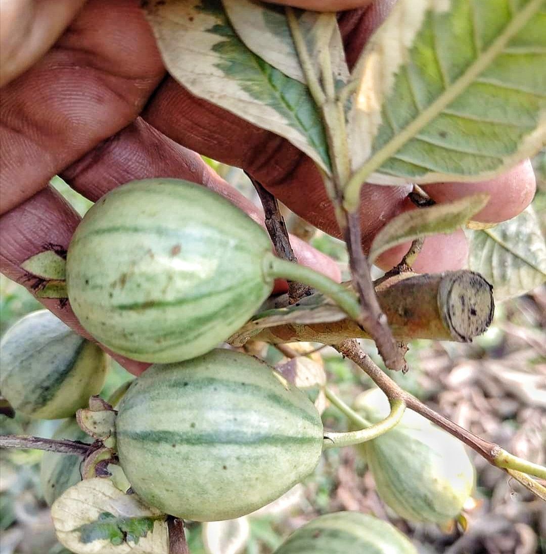 Variegated Guava Fruit Live Plant & Tree (Grafted)