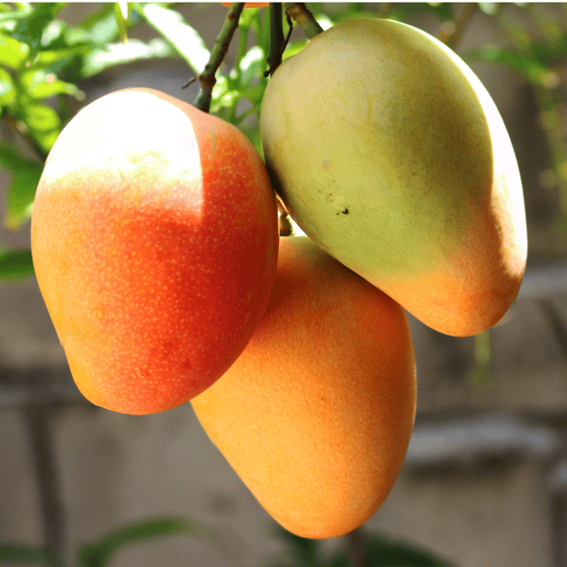 Pusa Surya Mango (Seedless) Fruit Plant & Tree (Grafted)