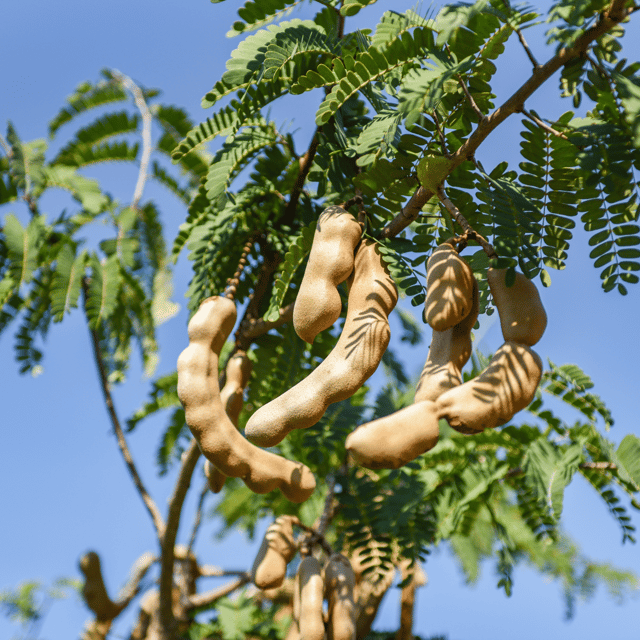 Tamarind / Imli - (Sour) Fruit Plant & Tree -(Grafted)