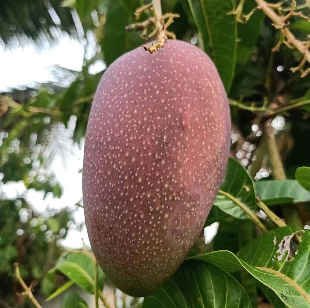 American Beauty Mango Fruit Plant & Tree (Grafted)