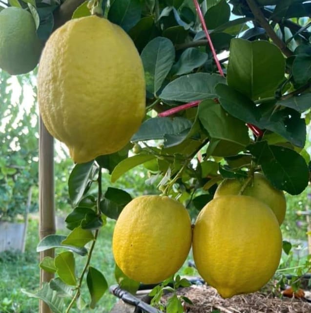 Rosa Lemon Fruit Plant & Tree-(Grafted)