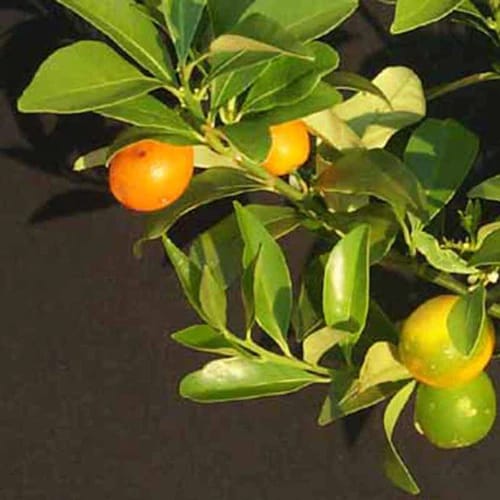 Ornamental/ Kumquat Lemon Fruit Plant & Tree-(Grafted)