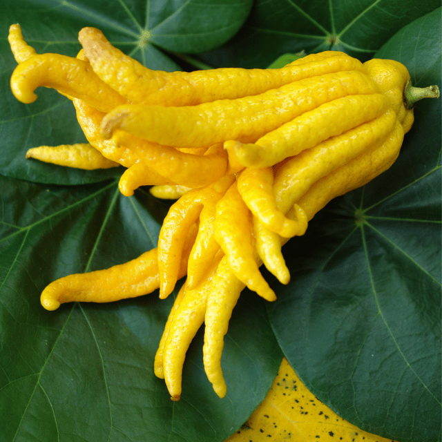 Buddha's Hand Lemon/Lime Fruit Plant & Tree-(Grafted)