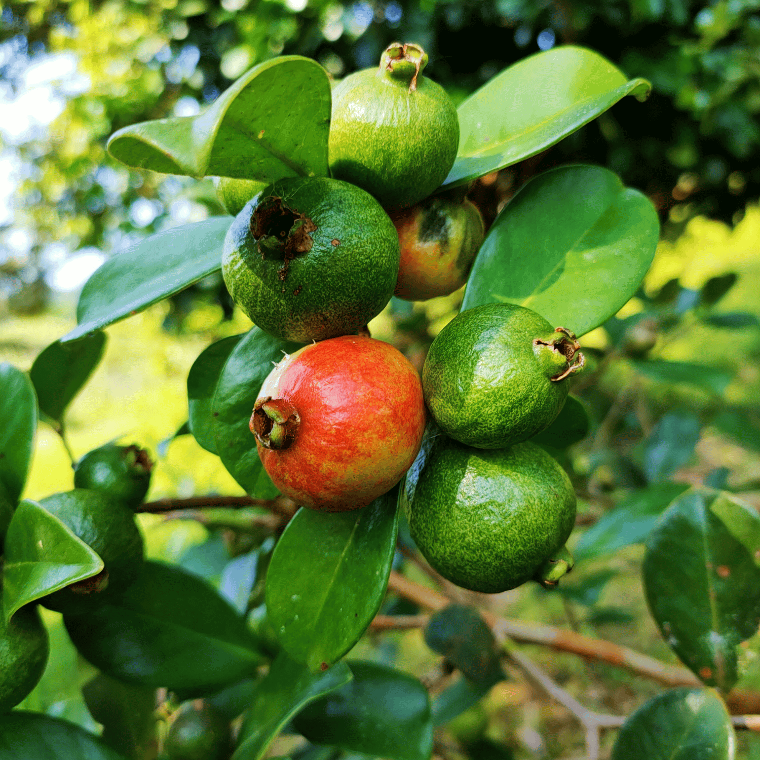 Red Strawberry Guava Fruit Plant & Tree (Grafted)