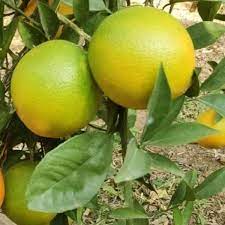 Misoriyo Yellow Malta Mosambi Fruit Live Plant & Tree-(Grafted)