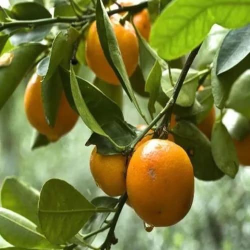 Darjeeling Giant Kamla Orange fruit plant & Tree-(Grafted)