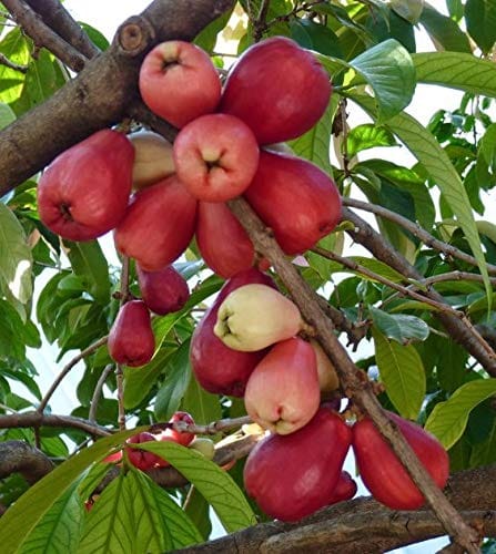 Malay Apple(Water Apple) Live Fruit Plant & Tree-(Grafted)