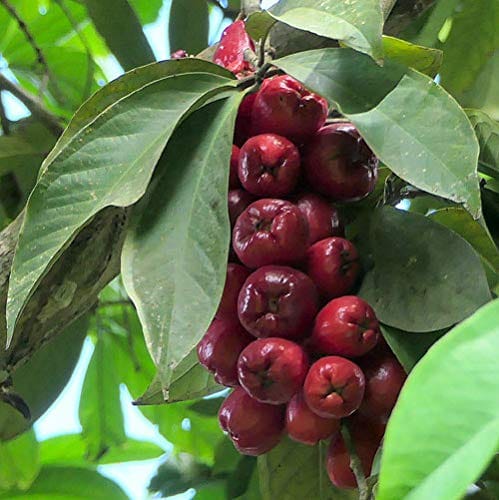 Malay Apple(Water Apple) Live Fruit Plant & Tree-(Grafted)