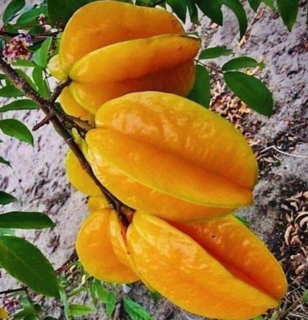 All Time Star Fruit (sweet) Fruit Plant-(Grafted)