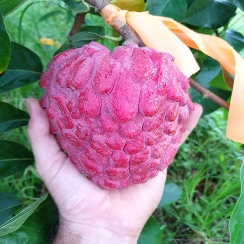 Red Custard Apple Fruit Plant-(Grafted)