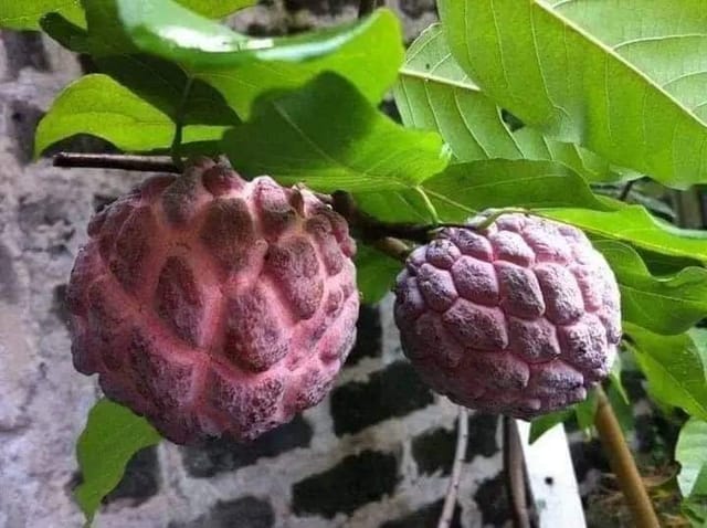 Red Custard Apple Fruit Plant-(Grafted)