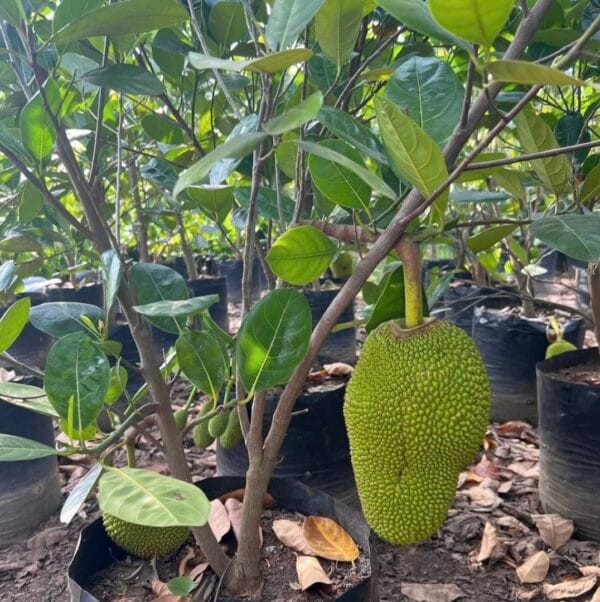 vietnam Early Jack Fruit Plant & Tree-(Grafted)
