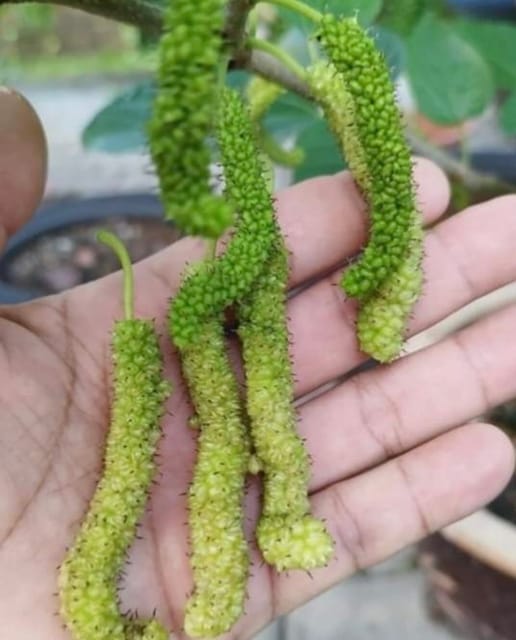 Pakistan Long Mulberry Fruit Plant-(Grafted)