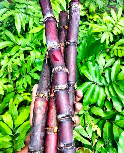Philippines Black Sugarcane Plant & Tree-(Grafted)