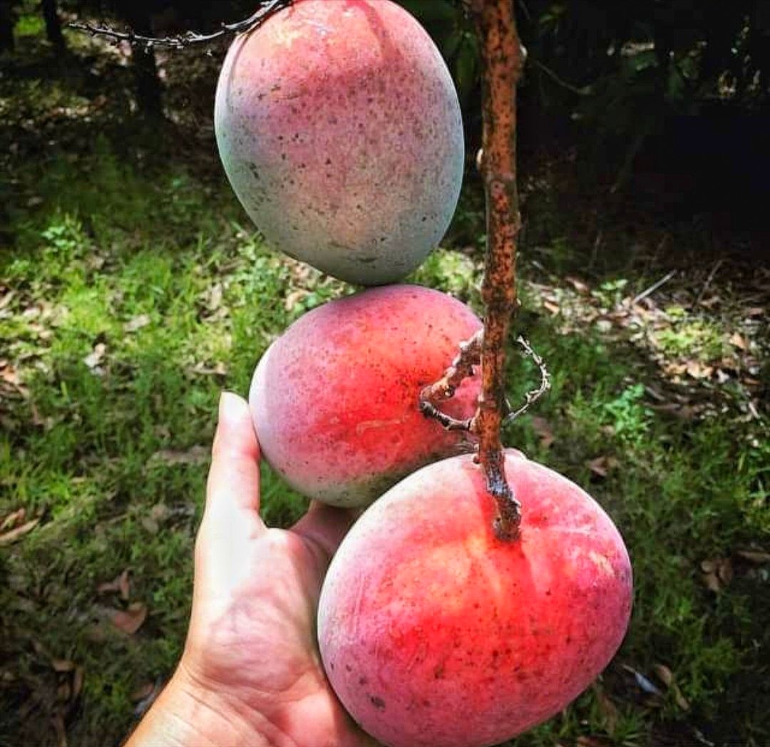 Apple Mango Fruit Plant & Tree-(Grafted)