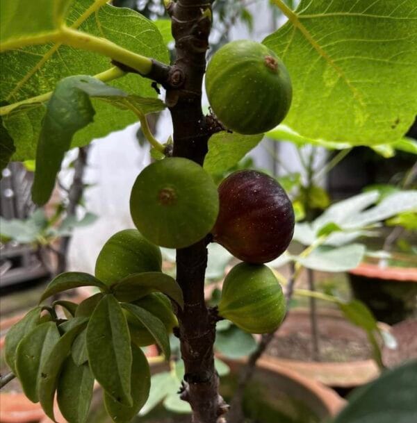 Brown Turkey Fig Fruit Plant & Tree-(Grafted)