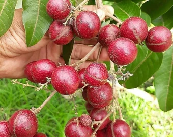 Seedless Ruby Longan Fruit Plant & Tree-(Grafted)