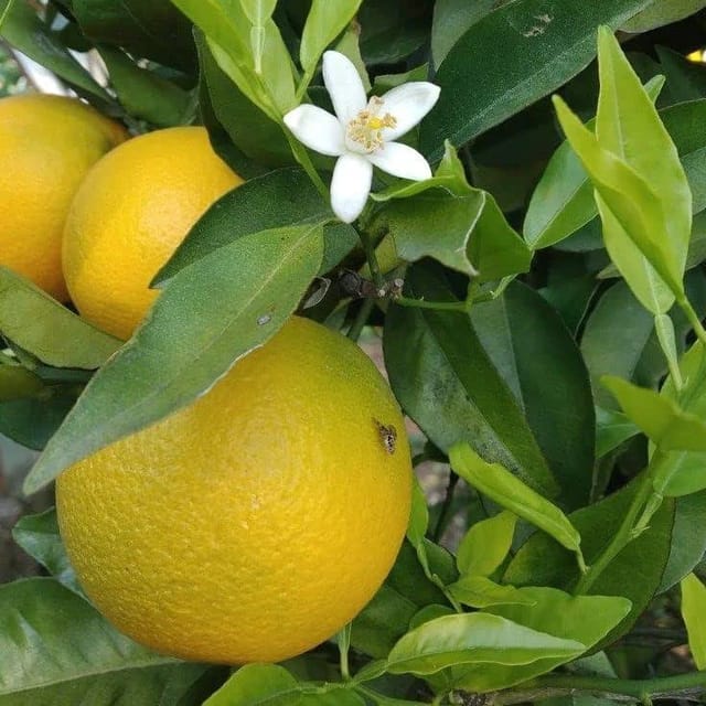 Vietnam Malta Orange Fruit Plant & Tree-(Grafted)