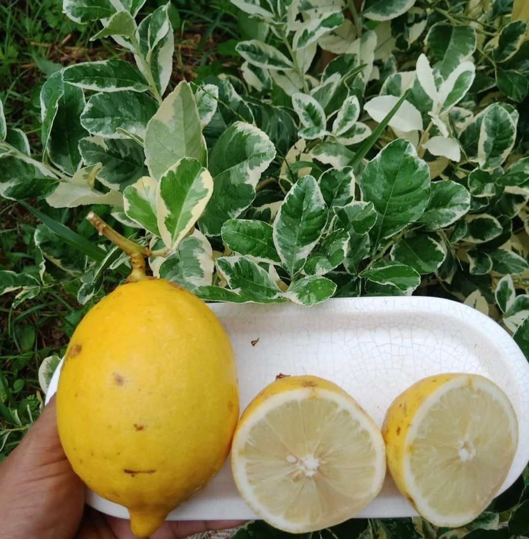 Variegated Lemon Fruit Plant & Tree (Grafted)