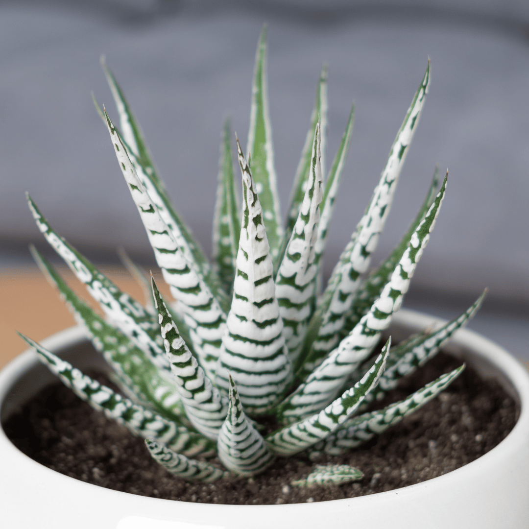 Super Zebra Haworthia (Bare Rooted)