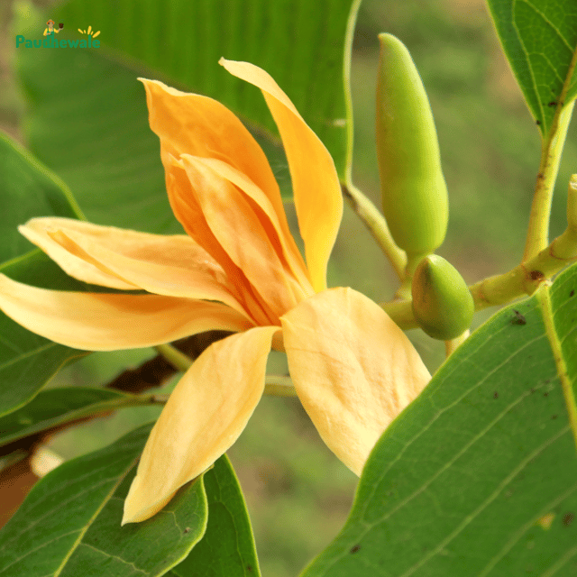 Golden Champa (Magnolia Champaca)Flowering Live Plant