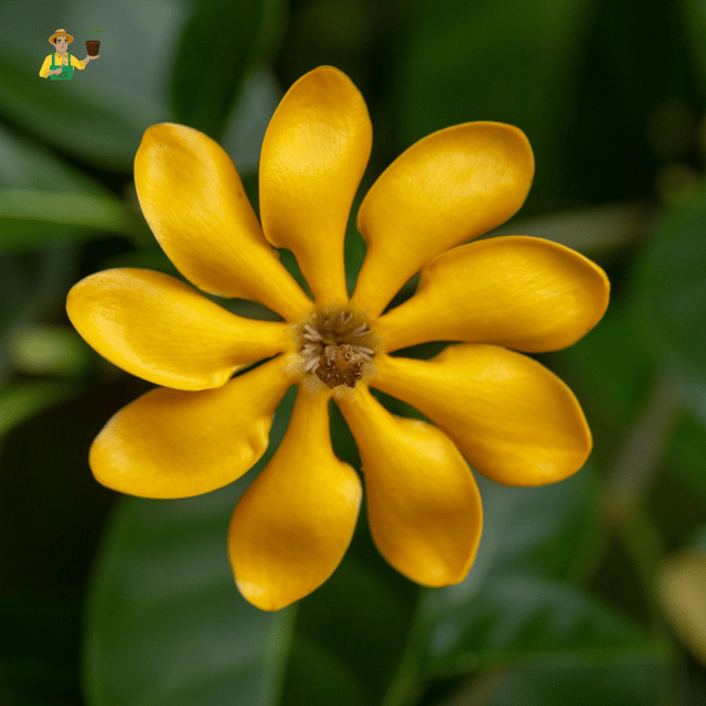 Golden Gardenia/Gandharaj Yellow Fragrant All Time Flowering Live Plant
