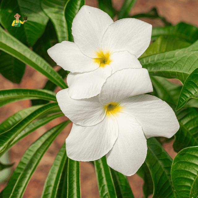 Naag Champa All time flowering live Plant (Plumeria Pudica)