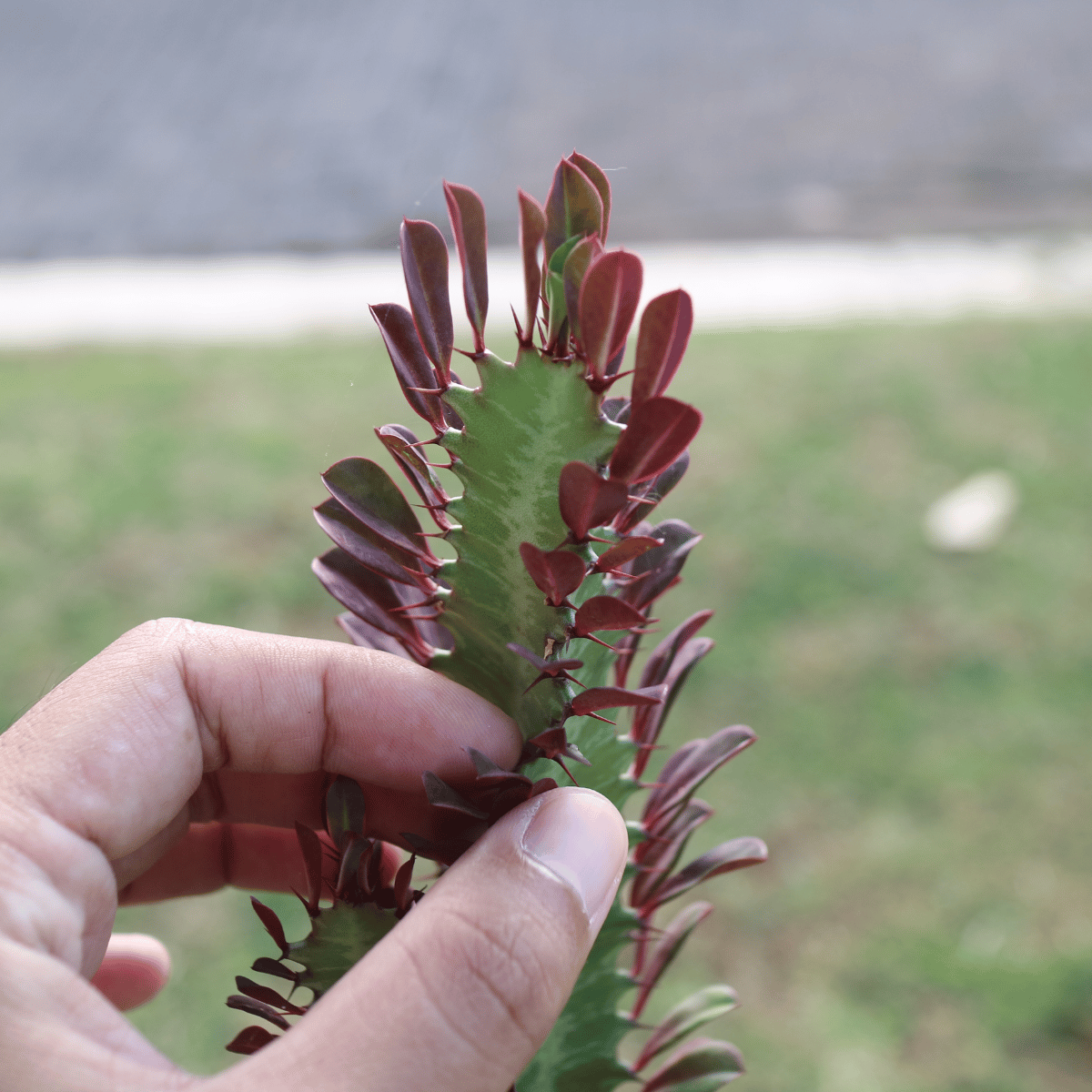 Red Manasa Flower Plant / Lal Monasa (Red Euphorbia Trigona)