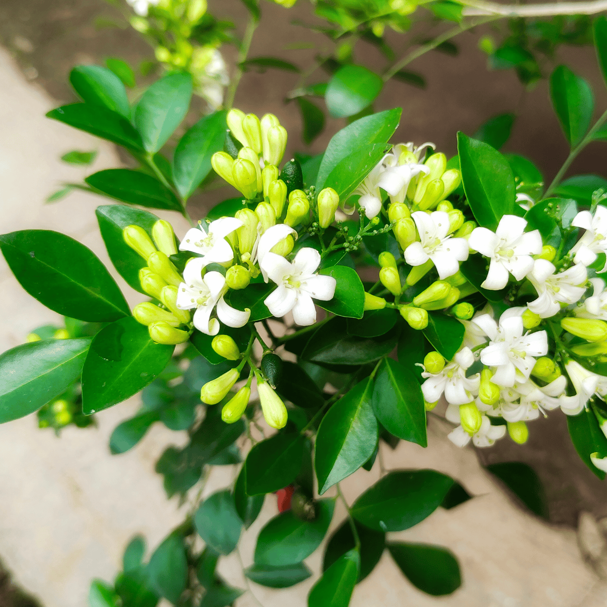 Madhu Kamini Flower Plant ( Pot Not included )