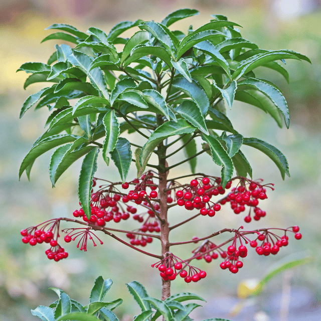 Ardisia Crenata ( Christmas Berry ) Plant