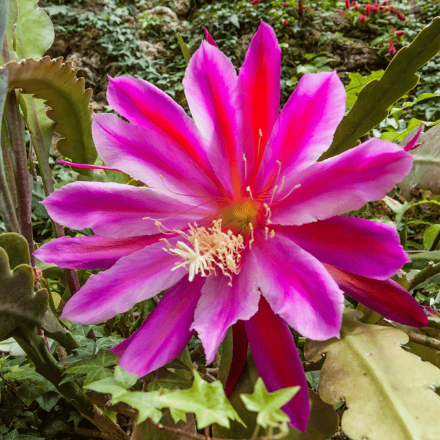 Pink Brahma Kamal - (Saussurea obvallata) Flowering Live Plant