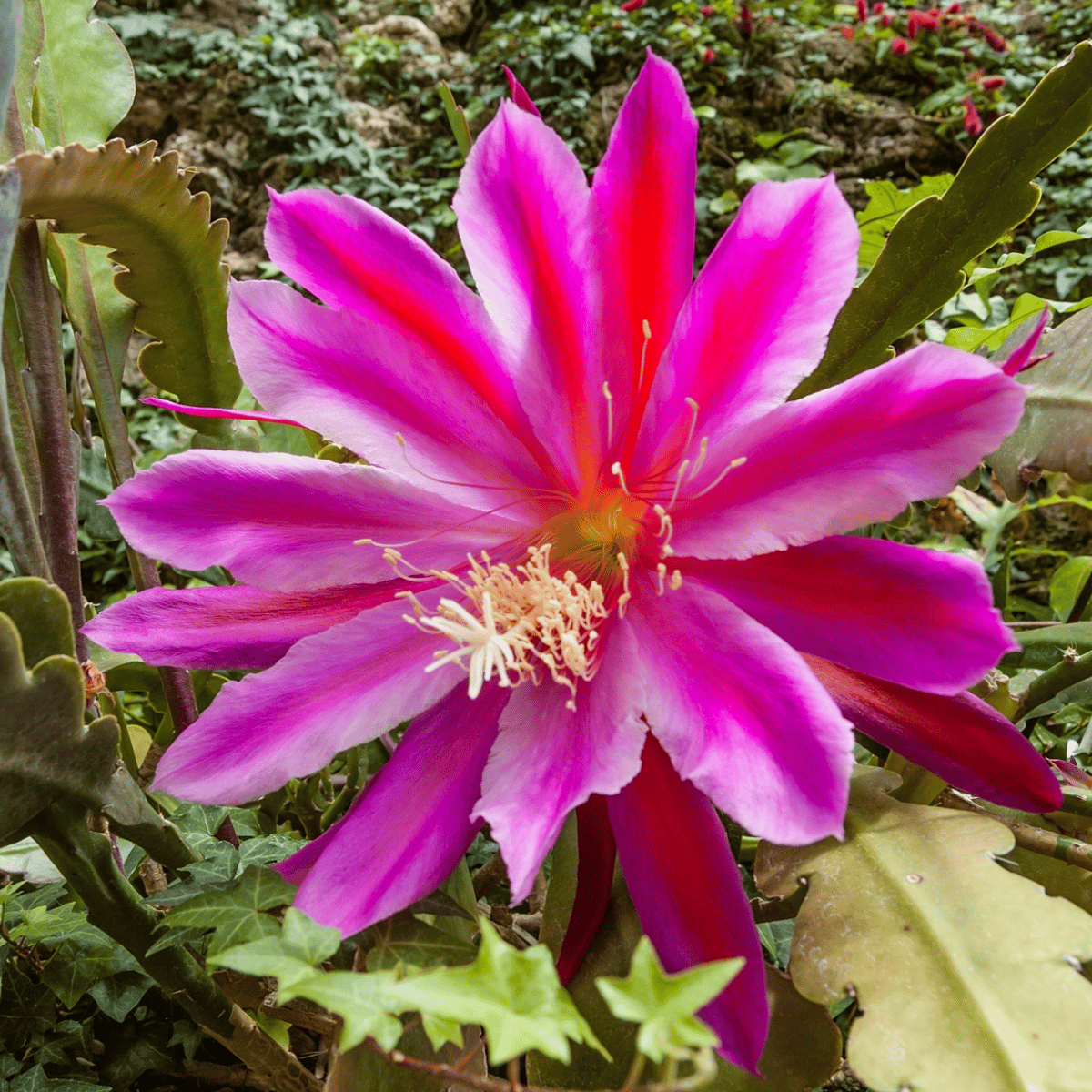 Pink Brahma Kamal - (Saussurea obvallata) Flowering Live Plant (Bare Rooted)