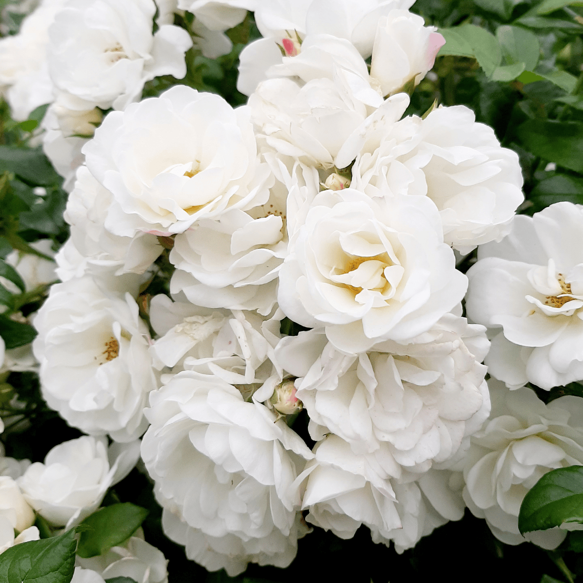 White Hydrangea Macrophylla Flower Plant - (Bare Rooted)