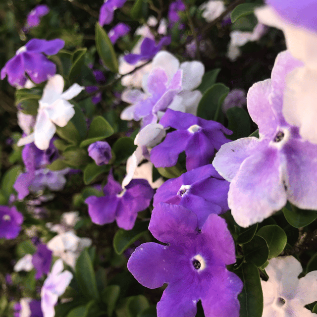 Yesterday Today Tommorrow (Brunfelsia Pauciflora) Flower Plant