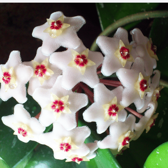 Hoya Carnosa Flower Plant