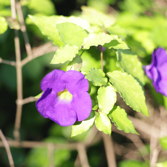 Thunbergia Erecta Blue (Bush Clock Vine) Flowering Plant
