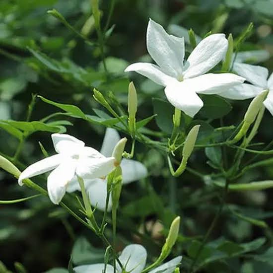 Chameli / Jasmine Flower Plant