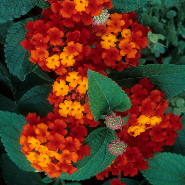 Lantana / Kongini Poo (Any Colour) (Lantana Camara) Flowering/Ornamental Live Plant