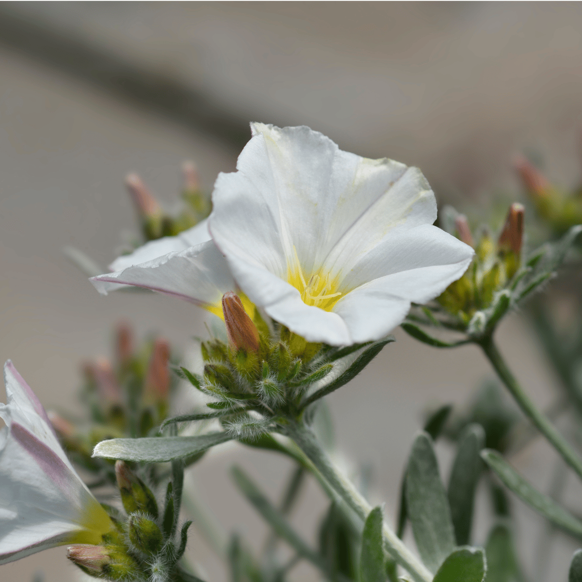 White Mandevilla Vine Flowering Plant