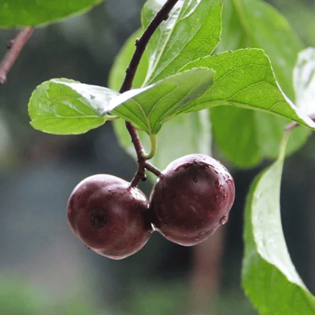 Manila Tennis Ball Cherry Fruit Plant ( Flacourtia SP )