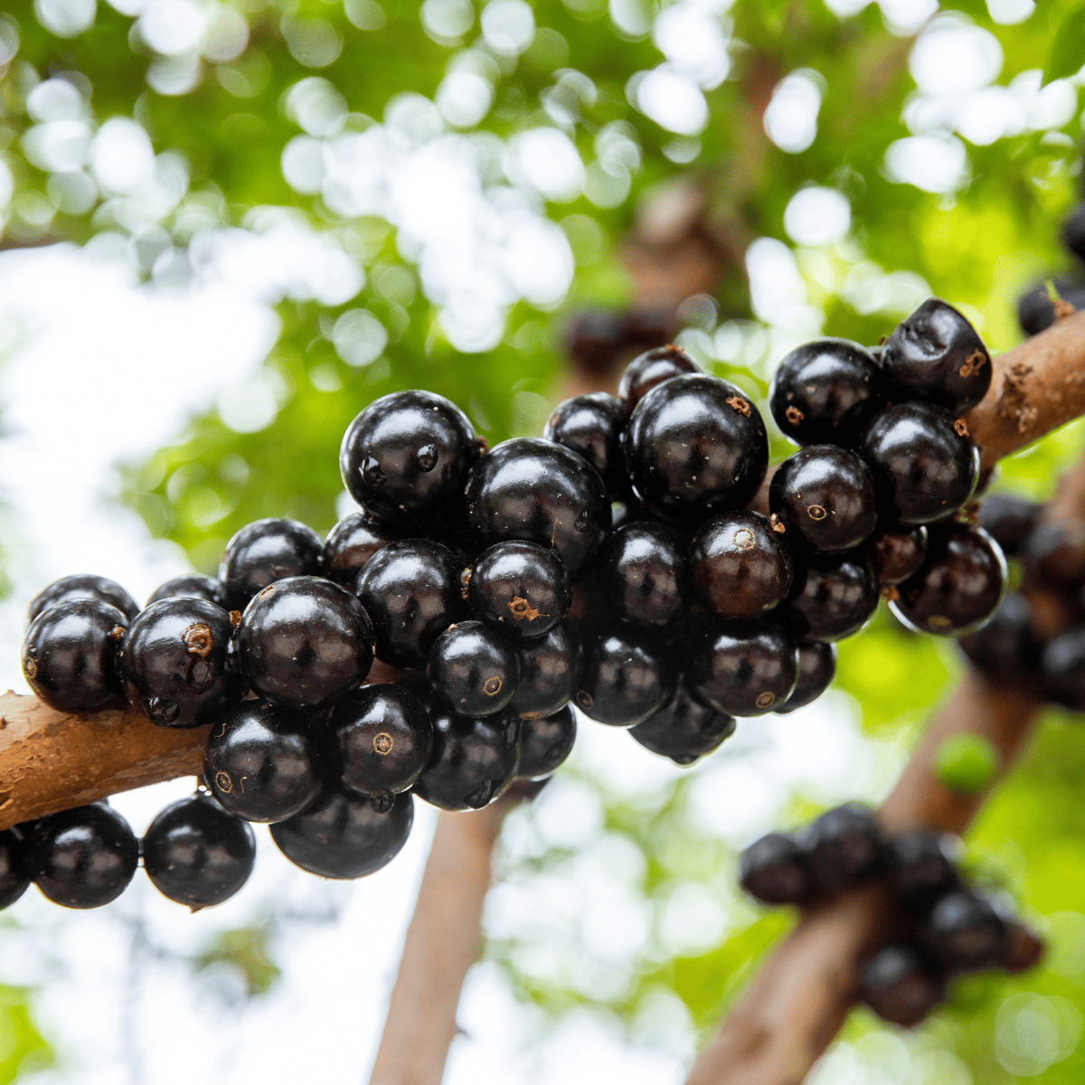 Jabuticaba / Rare Dwarf Brazilian Grape Fruit Plant