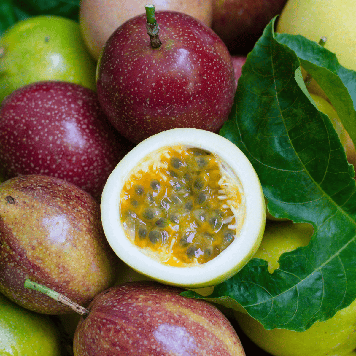 Passion Fruit Plant