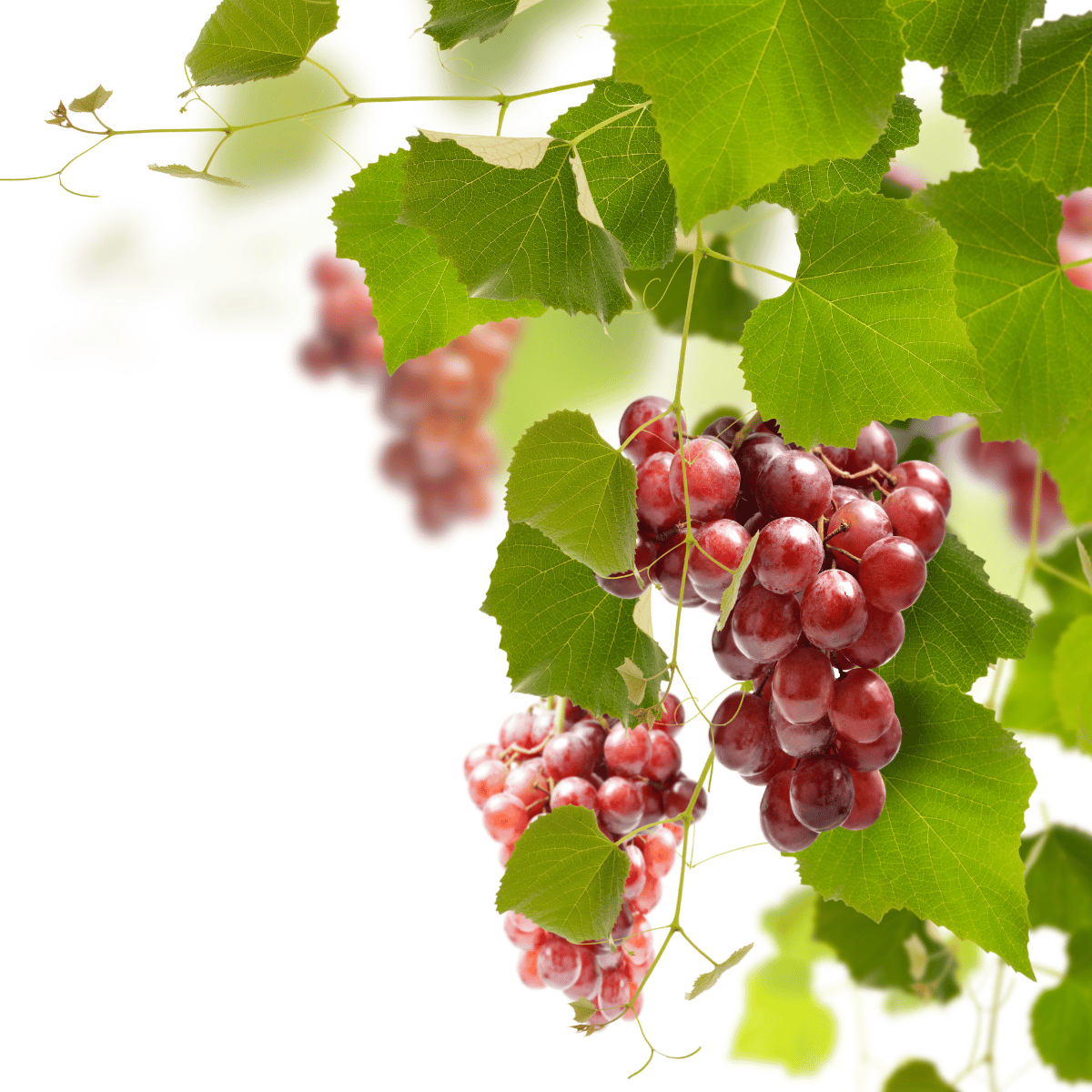 Red Grapes Fruit Plant